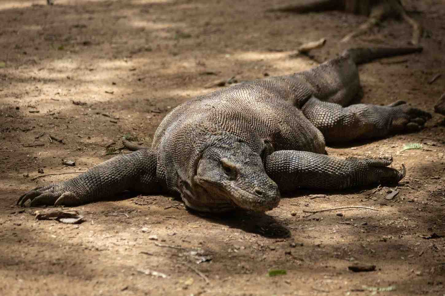 Komodo Dragon In Komodo National Park Indonesia