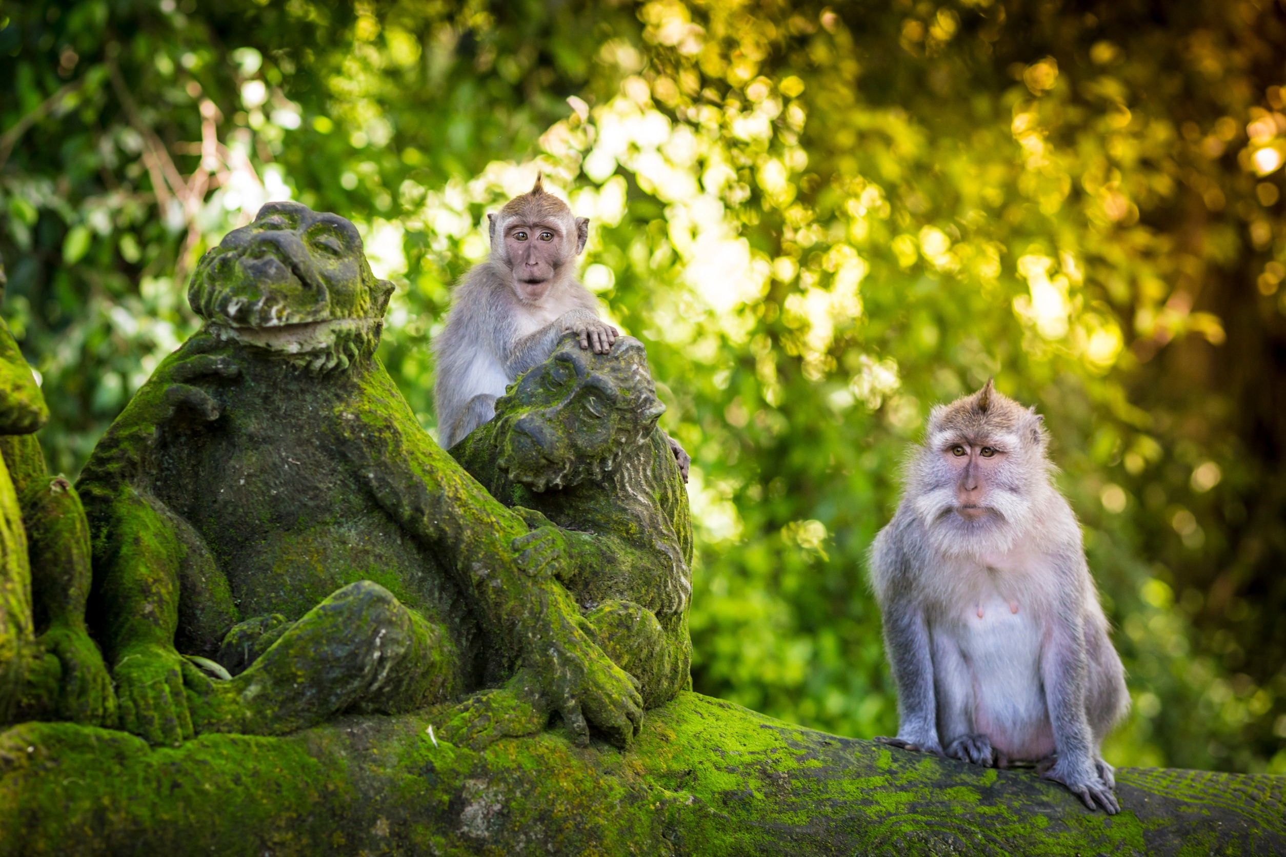 Sacred Monkey Forest Sanctuary